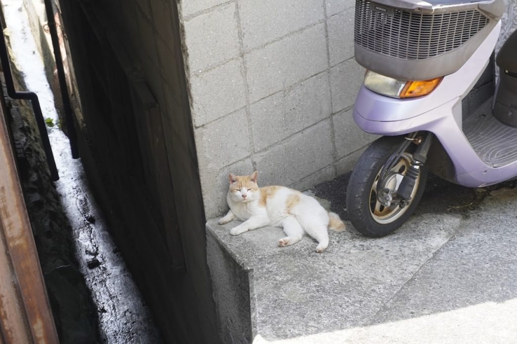豊玉姫神社下の路地 男木島 路地壁画プロジェクト wallalley 夕陽と猫の家の猫