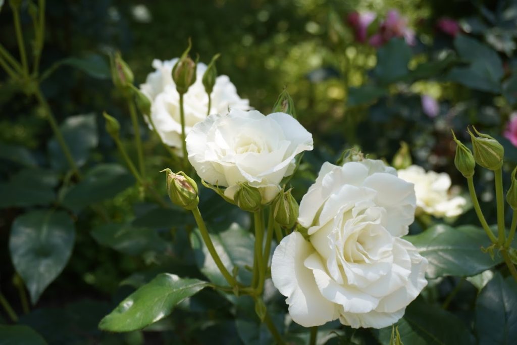 亀水中央公園 バラ園の花壇のバラ