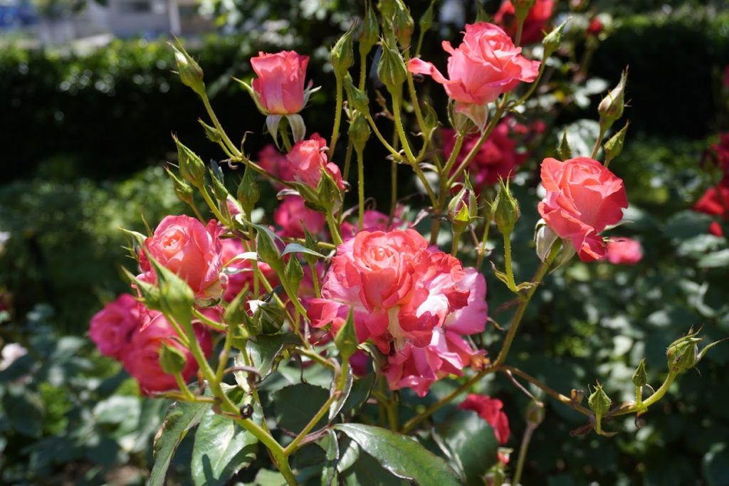 亀水中央公園 バラ園の花壇のバラ