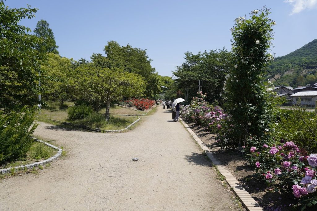 亀水中央公園 バラ園の花壇