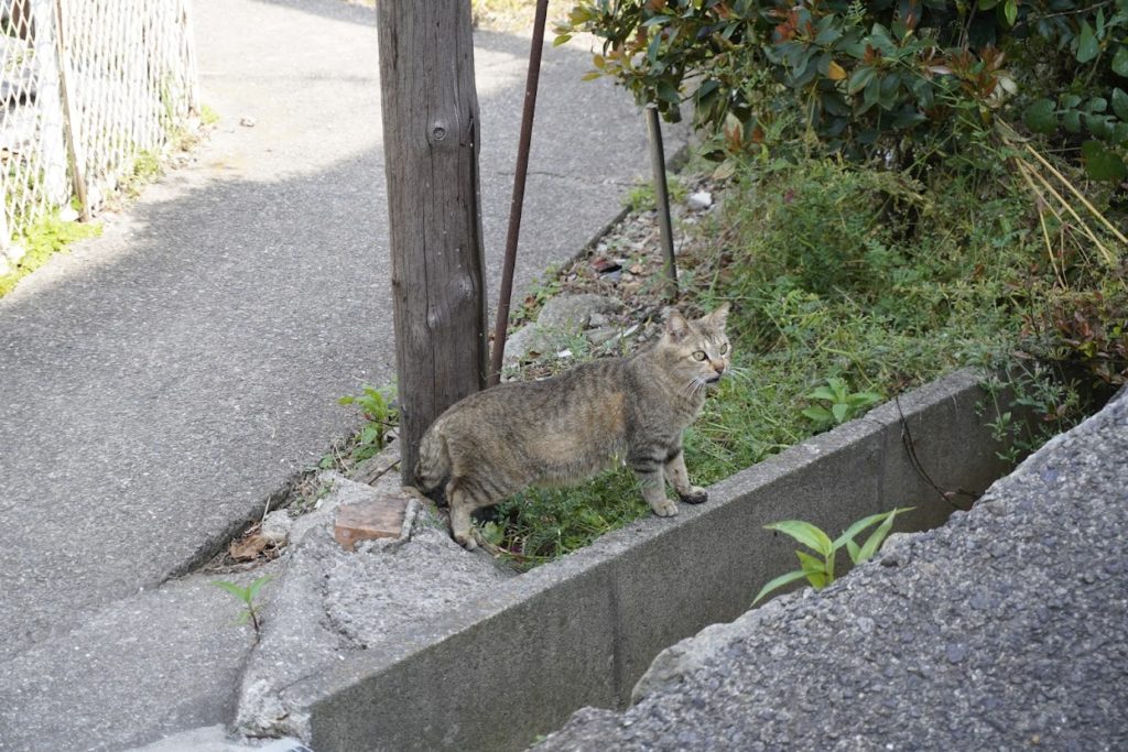 瀬居島の猫