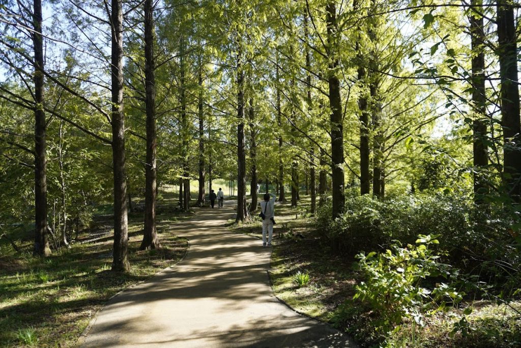 モネの庭森林の遊歩道