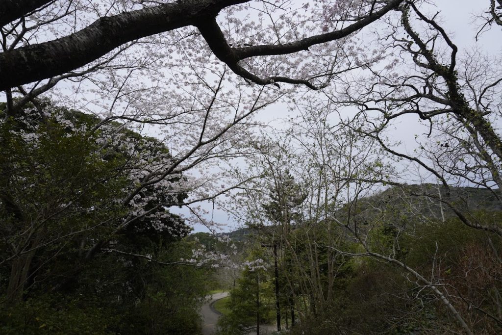 北川村　桜の咲くモネの庭