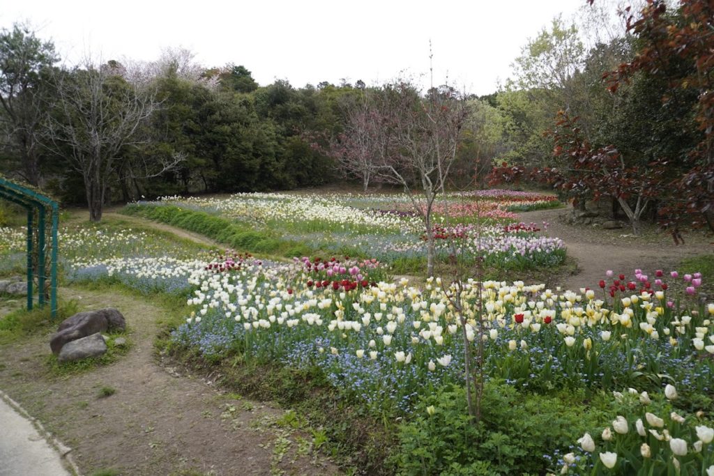 北川村　モネの庭　チューリップ