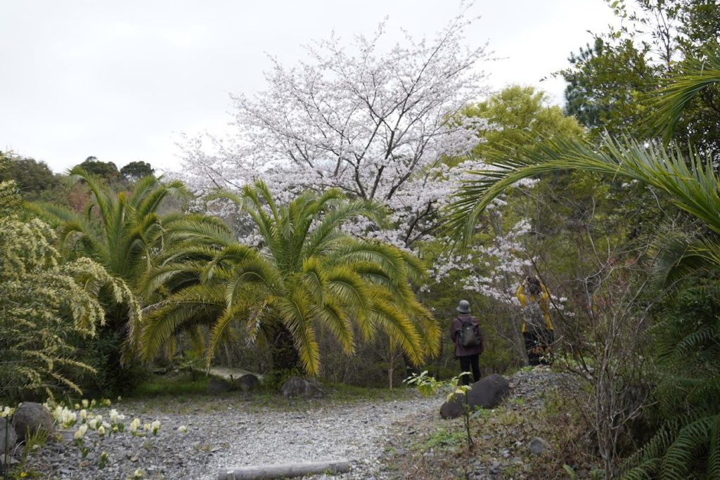北川村　モネの庭　ボルディゲラの庭の桜