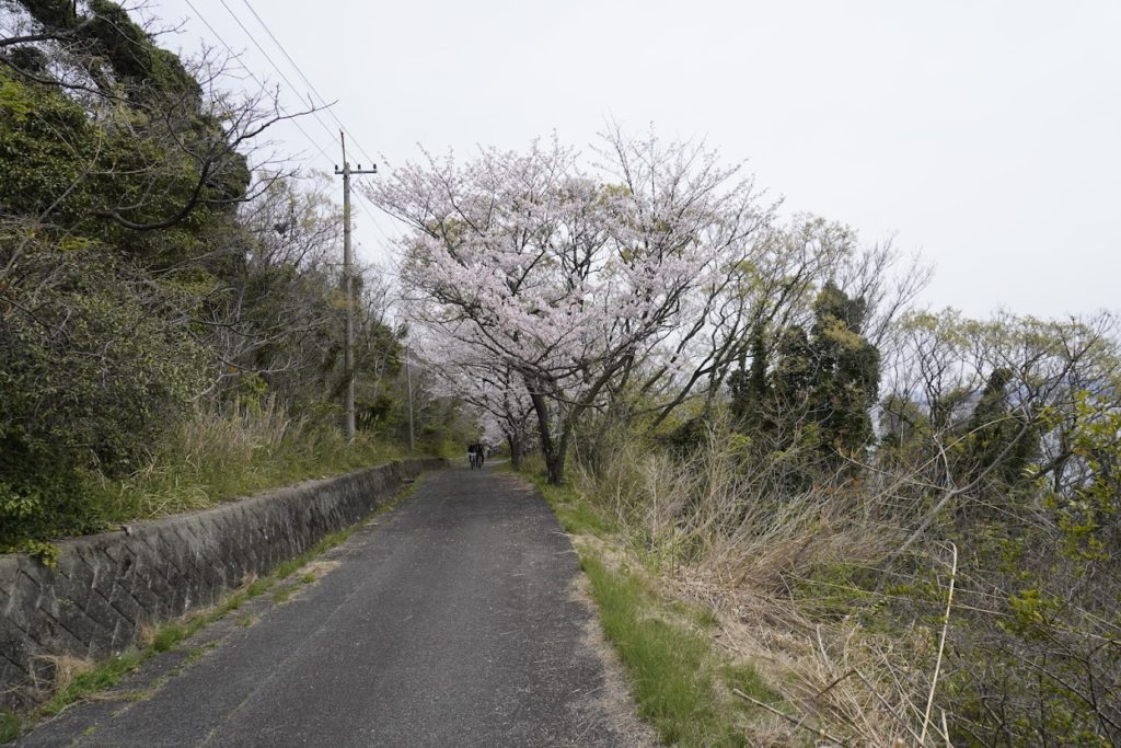 女木港から女木島灯台までの道沿いの桜