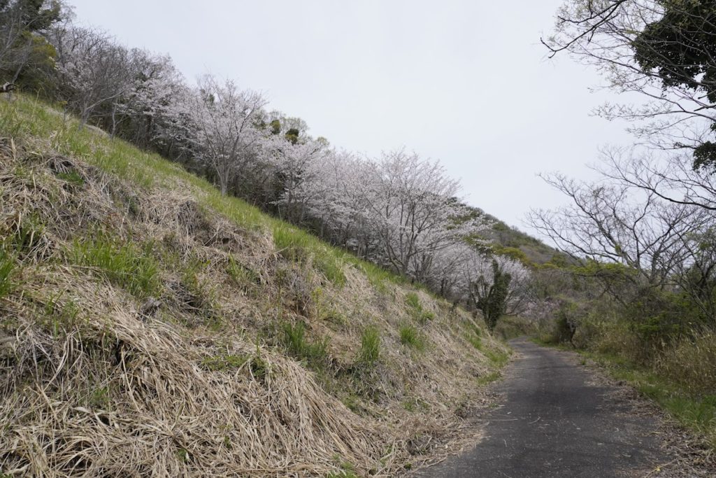 女木島灯台から日蓮山への桜
