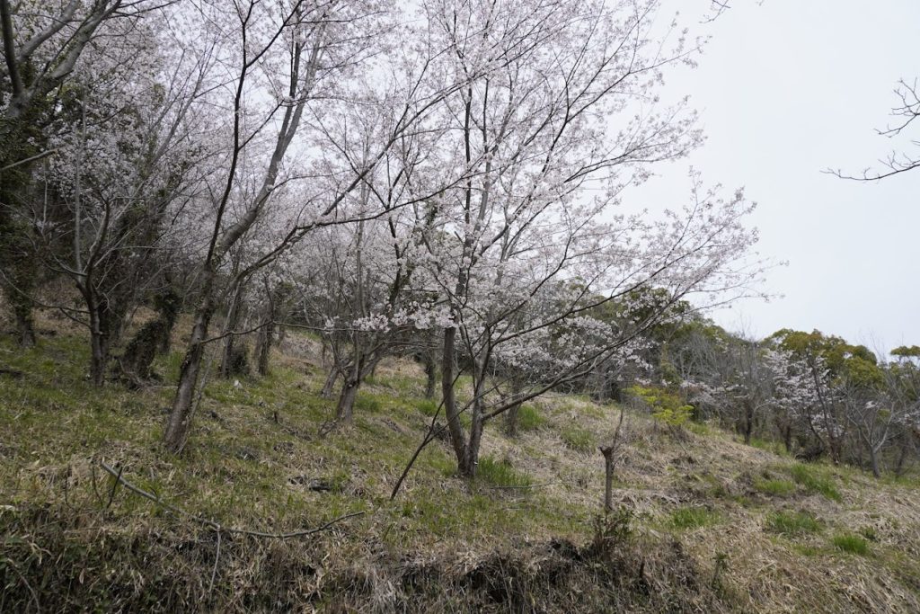 女木島灯台から日蓮山への桜
