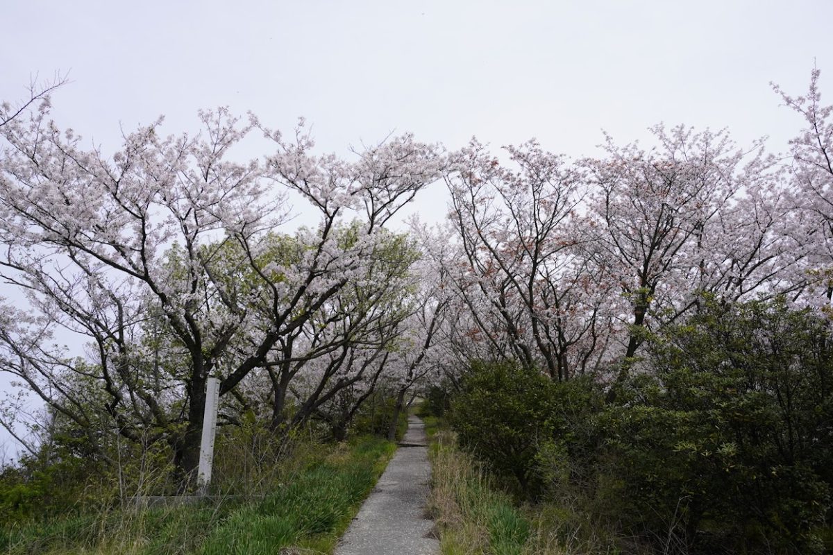 女木島の桜並木