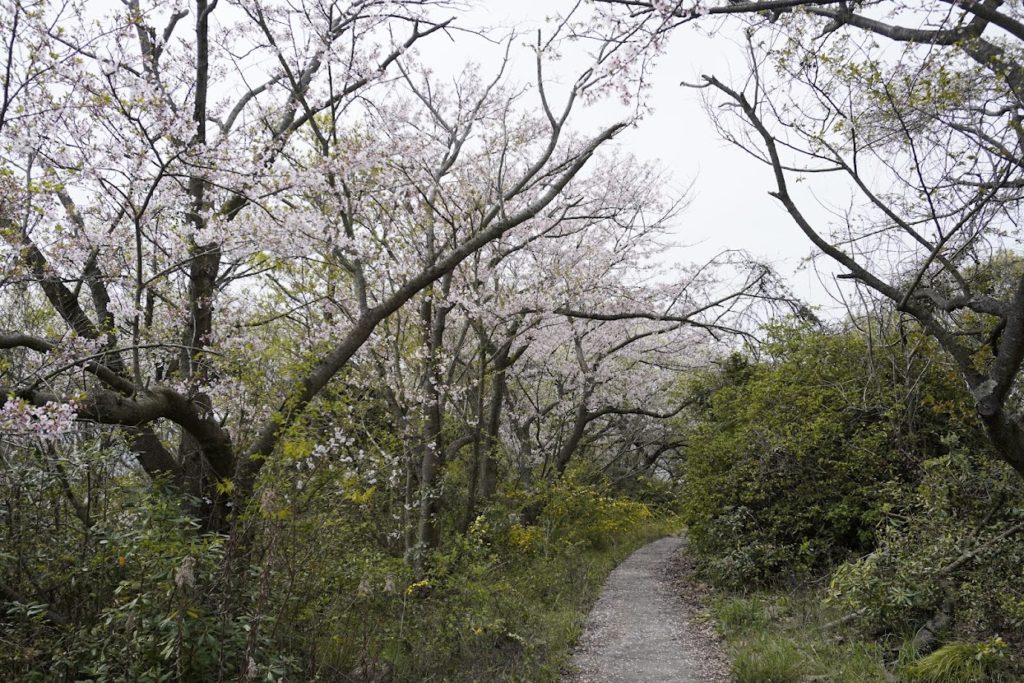 女木島日蓮山の桜