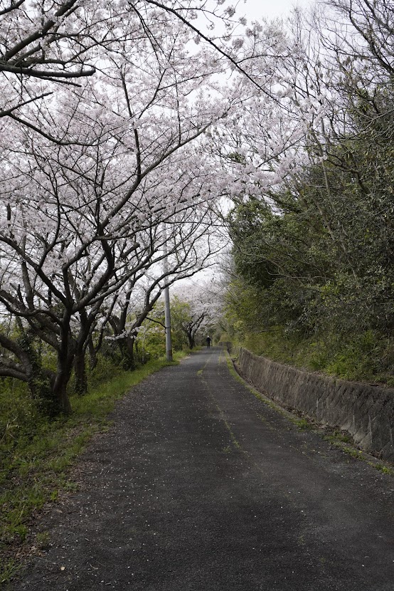 女木港から女木島灯台までの道沿いの桜