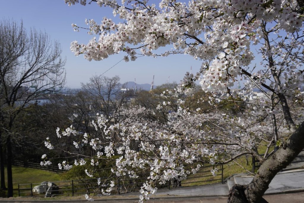桃陵公園の桜
