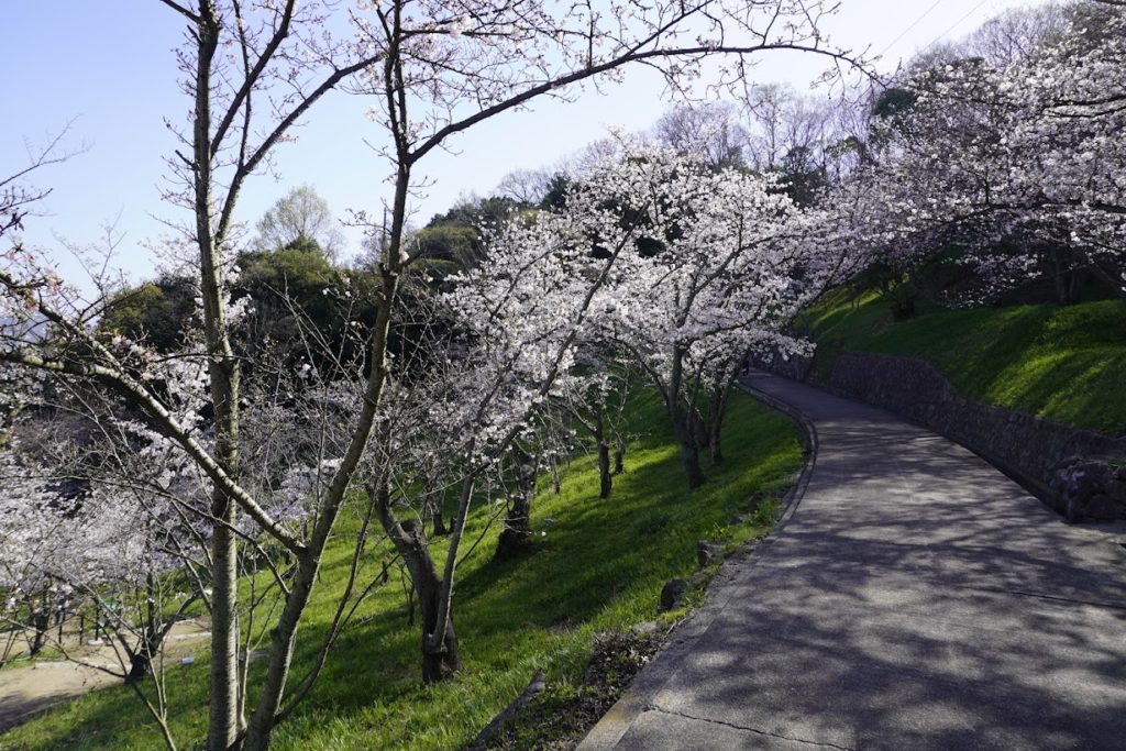 桃陵公園出合いの広場周辺の桜は八分咲き