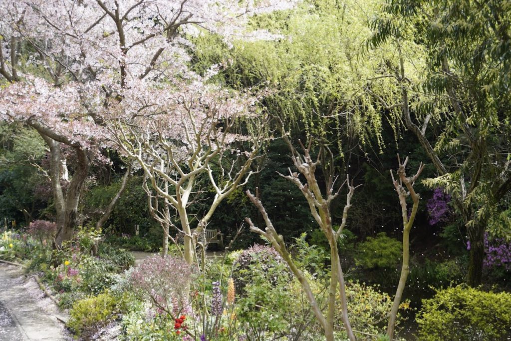 直島地中美術館　地中の庭の桜
