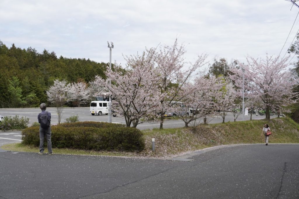 直島地中美術館　チケットセンターの桜