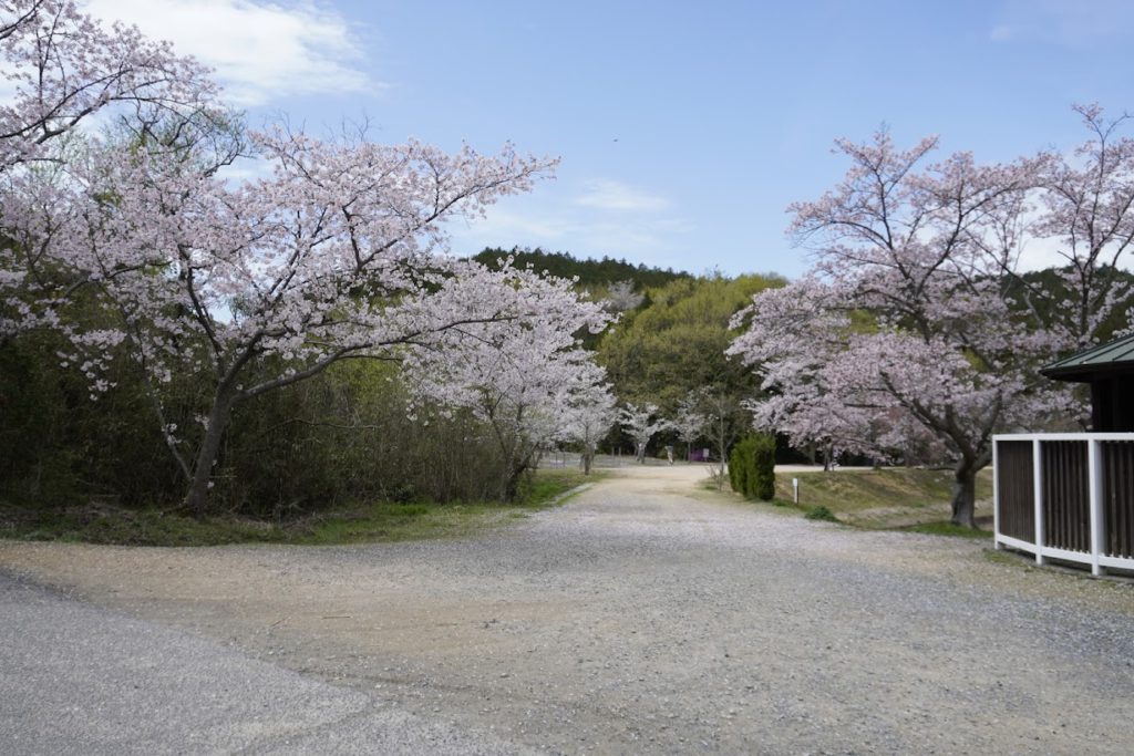 直島　桜の迷宮の桜　