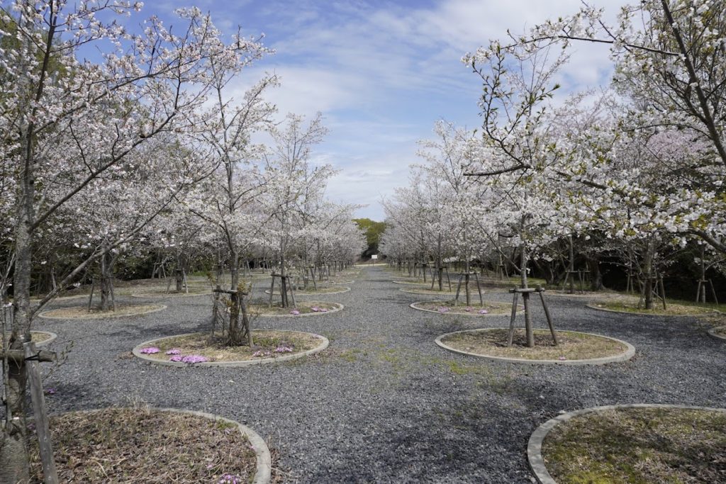 直島　桜の迷宮