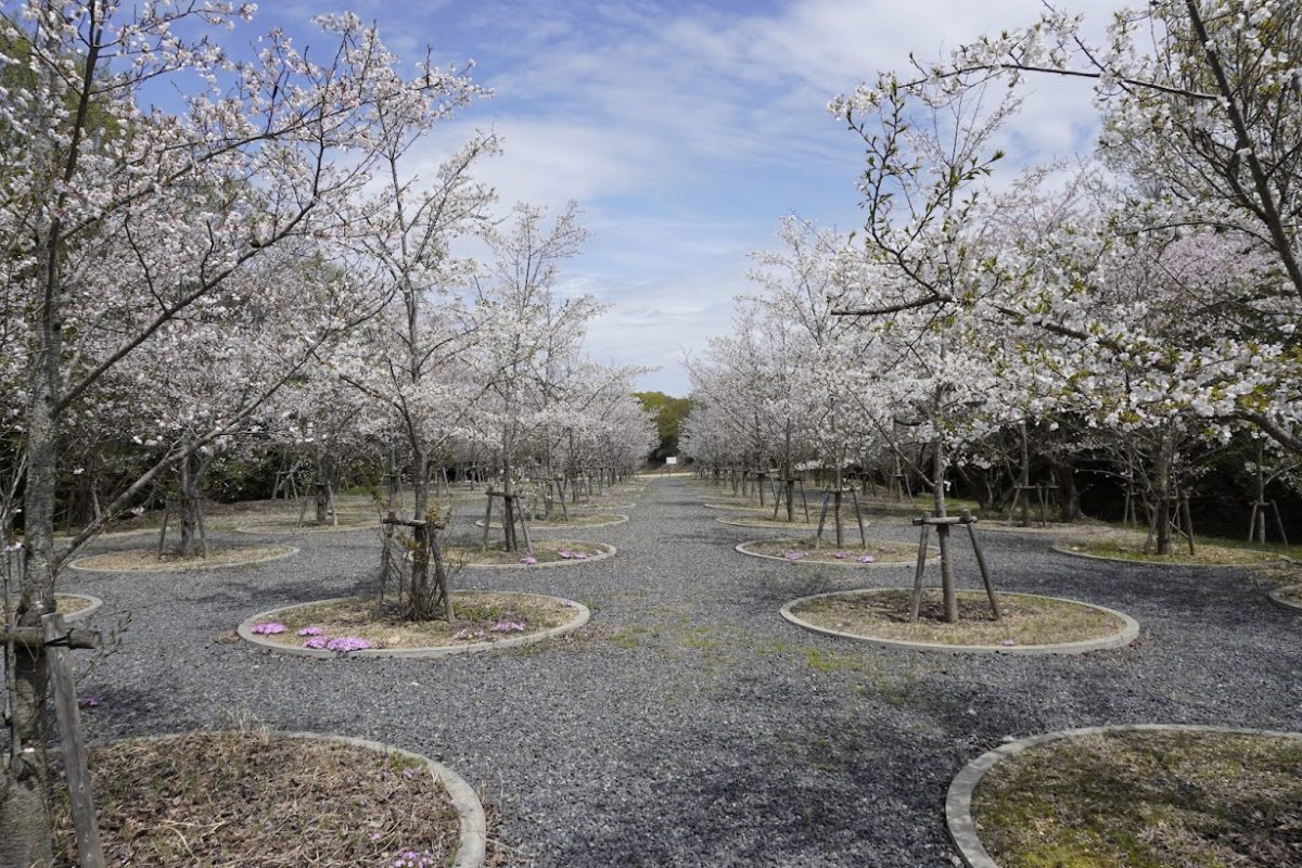 直島桜の迷宮