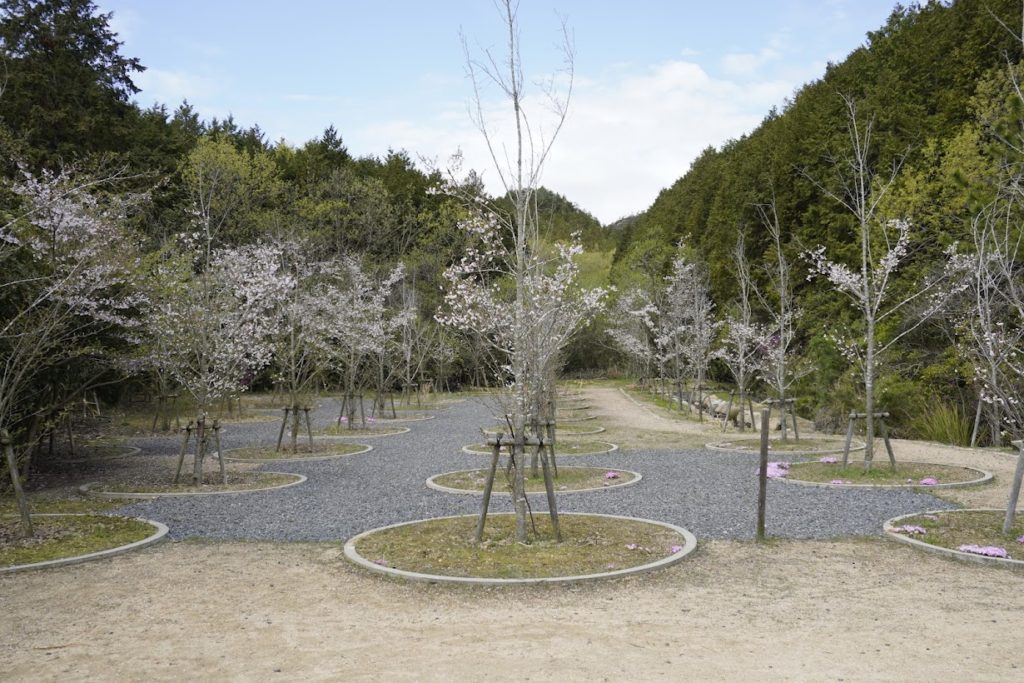 直島　桜の迷宮の桜　