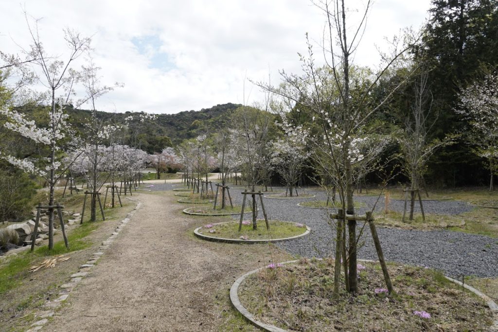 直島　桜の迷宮の桜　西側