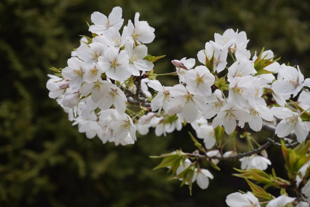 直島　桜の迷宮の桜