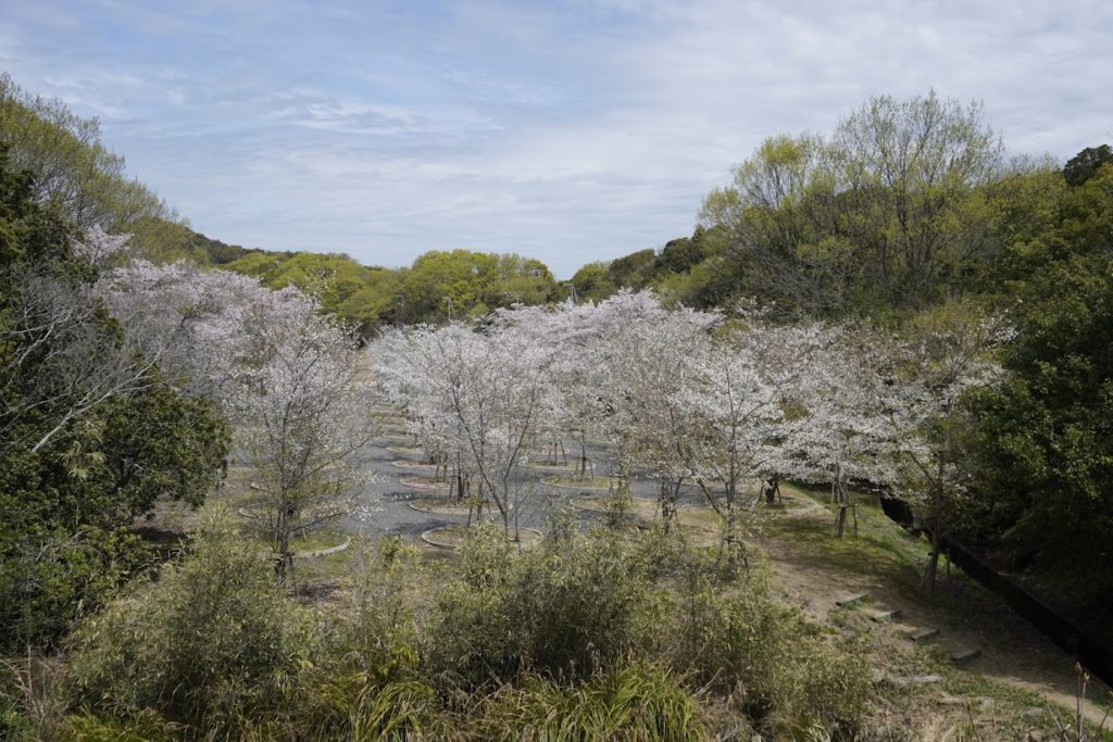 直島　桜の迷宮