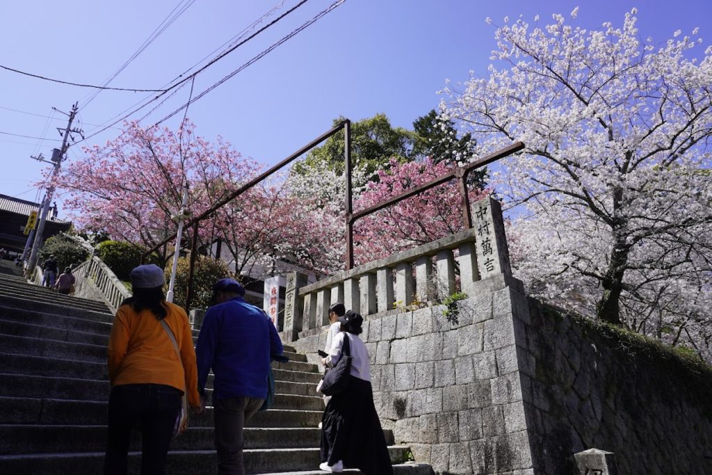 金刀比羅宮　大門手前の石段北側の桜