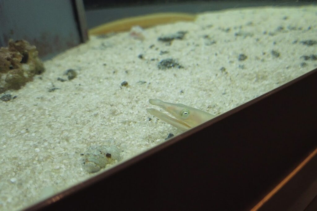 むろと廃校水族館　2Fの水槽　ダイナンミヘビ