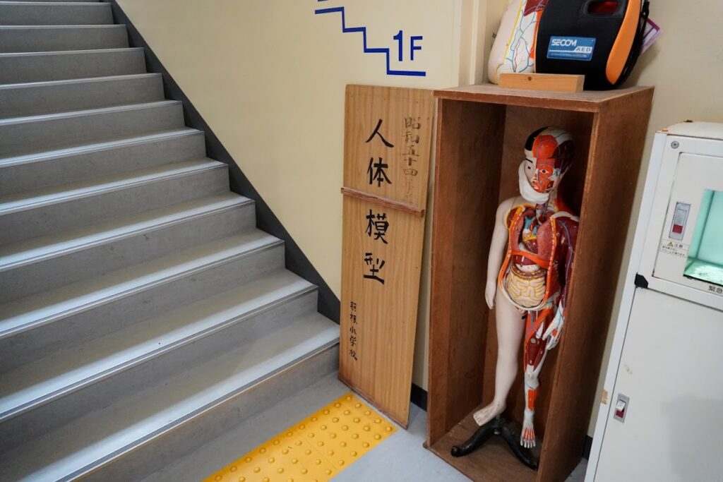 むろと廃校水族館階段の人体模型