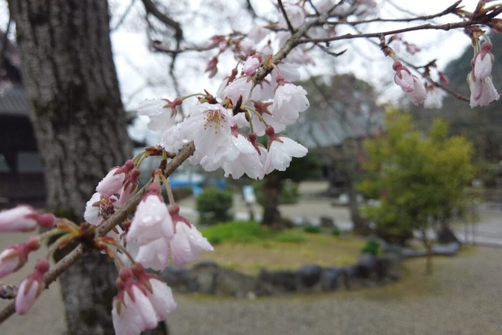 明日香村　橘寺　桜の咲き始め