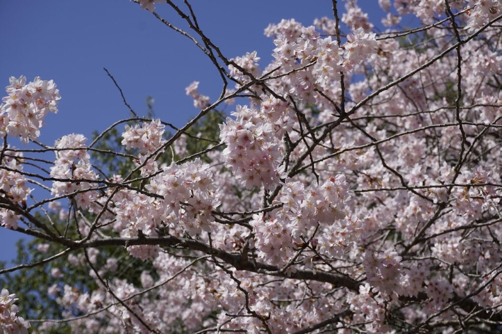 山の辺の道　大美和の杜の桜