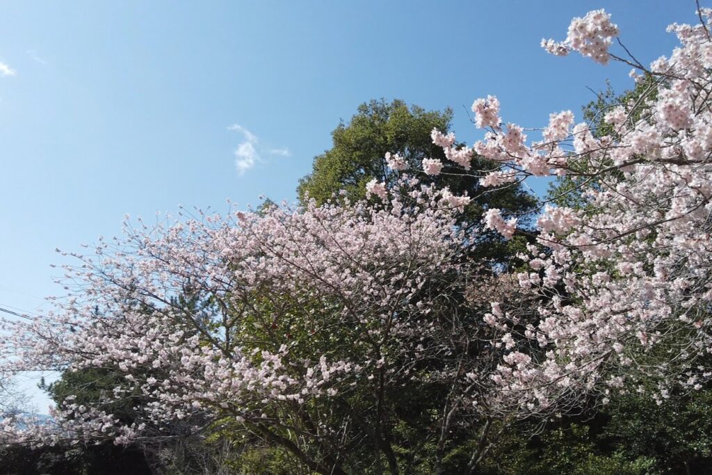 山の辺の道　大美和の杜の桜