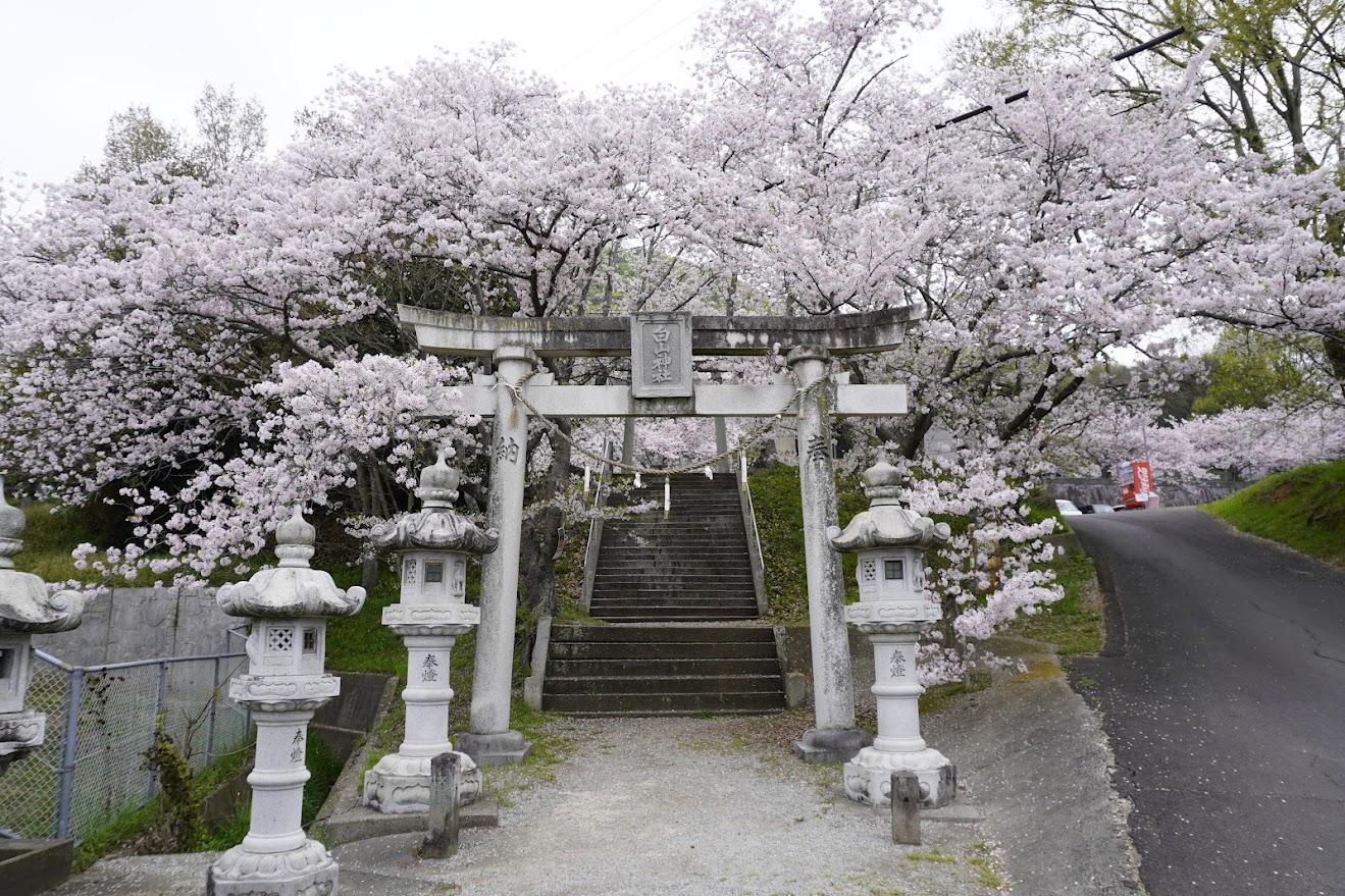 白山神社の桜_12.jpg