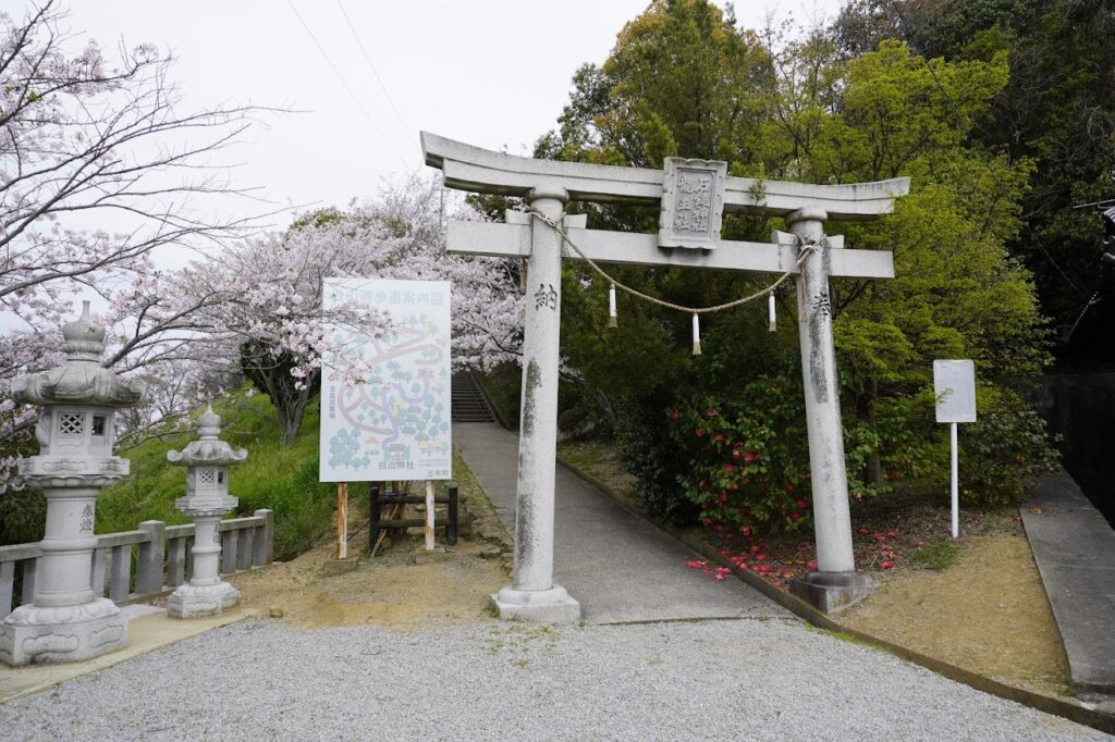 白山神社の桜