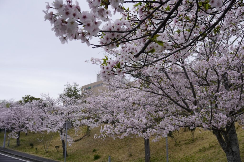 トレスタ白山令和の桜