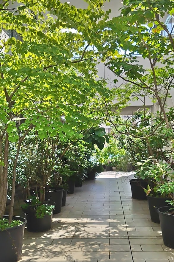 まちのシューレ963の前 夏はグリーン