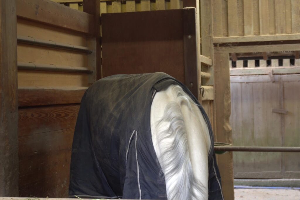 金刀比羅宮神馬光驥号