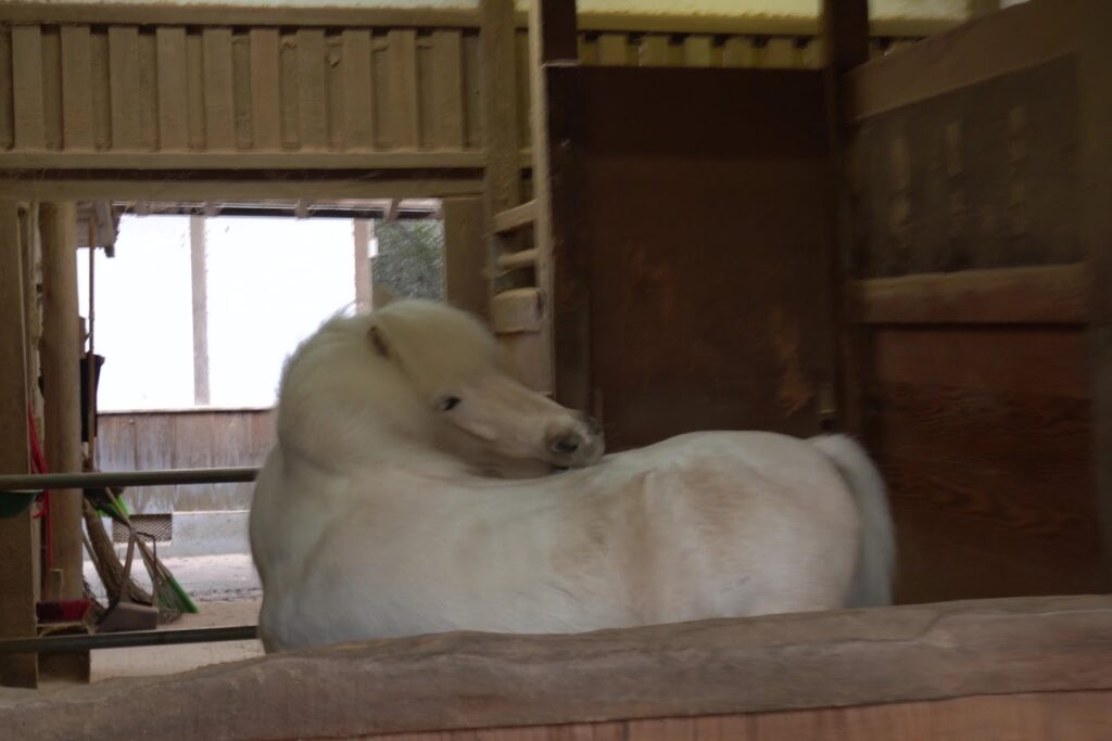 金刀比羅宮神馬白平号