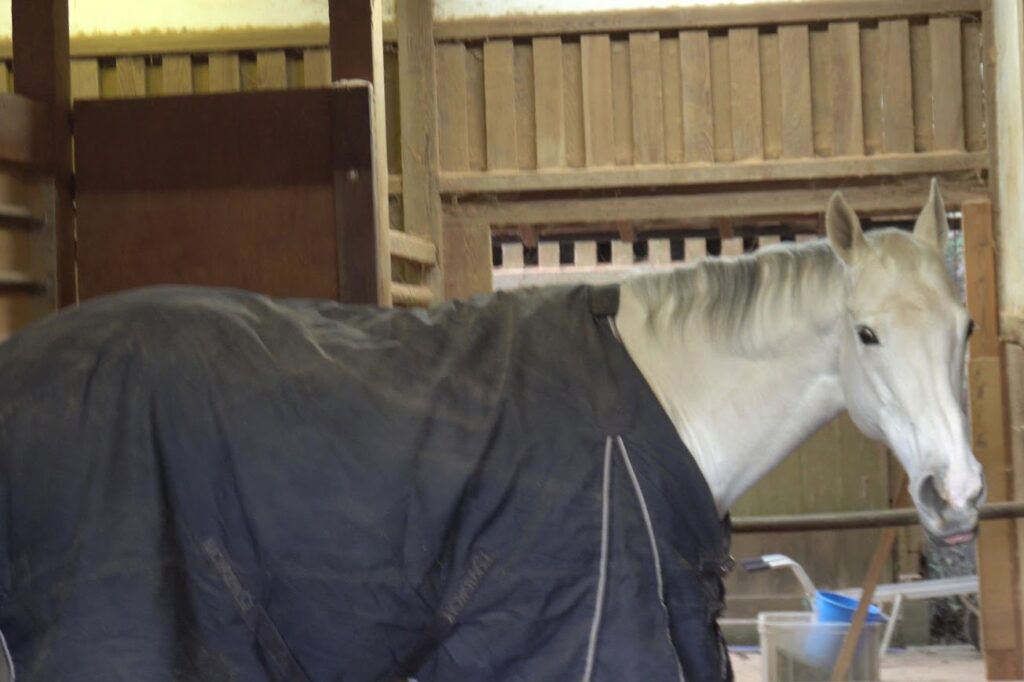 金刀比羅宮神馬光驥号